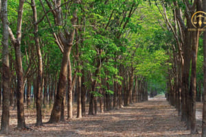 Thủ tục chuyển đất trồng lúa sang đất trồng cây