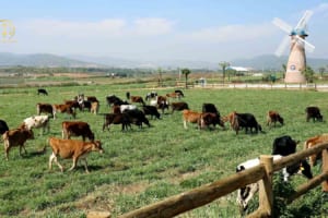 Chuyển đất trồng lúa sang trang trại chăn nuôi
